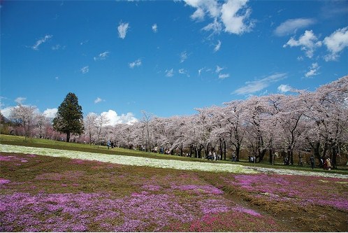 5 Tempat Alternatif Melihat Sakura di Tokyo 5