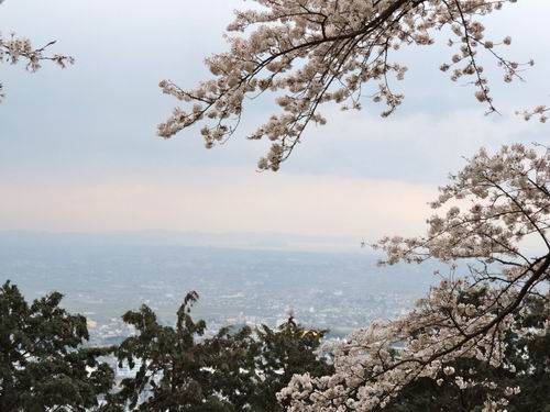 5 Tempat Wisata Sakura di Jepang Yang Dapat Dinikmati Dengan Berjalan Kaki