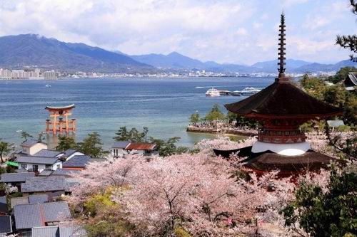 5 Tempat Wisata Sakura di Jepang Yang Dapat Dinikmati Dengan Berjalan Kaki