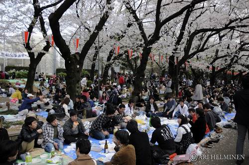 Apa Saja Yang Membuat Orang Jepang Kecewa Saat Pesta Hanami?