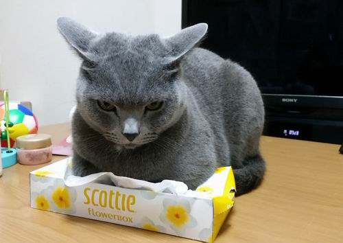 Enter At Your Own Risk Awas, Jangan Ambil Kotak Tisu Dari Kucing Jepang Ini! (1)