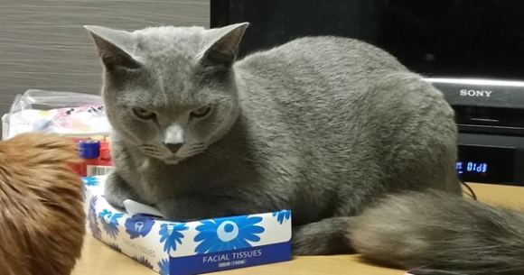 Enter At Your Own Risk Awas, Jangan Ambil Kotak Tisu Dari Kucing Jepang Ini! (1)