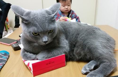 Enter At Your Own Risk Awas, Jangan Ambil Kotak Tisu Dari Kucing Jepang Ini! (2)