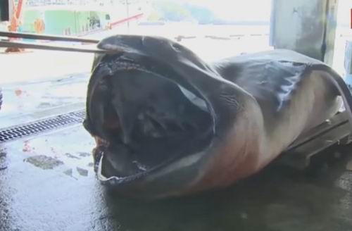 Hiu Megamouth Langka Tertangkap Oleh Nelayan Di Jepang