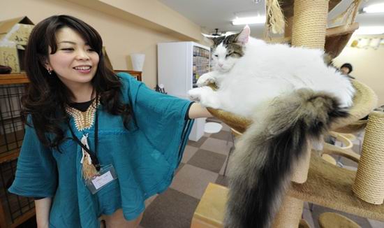 Kafe Kucing di Jepang Boleh Buka Setelah Jam 10 Malam