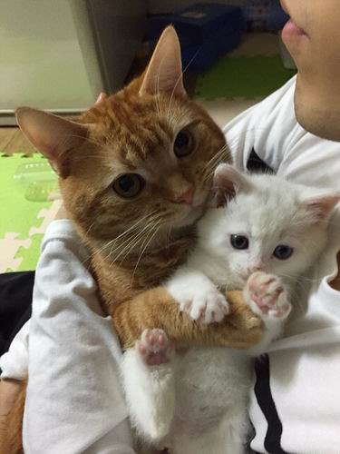 Kawaii! Anak Kucing Jepang Ini Terlalu Imut Hingga Kucing Lain Ingin Memeluknya! (1)
