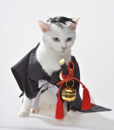 Kawaii! Kucing Jepang yang Ganteng ini Menjadi Model Majalah! (1)