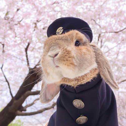 Kawaii To The Max! Kelinci Jepang Paling Gaya Ini Populer Di Instagram! (4)