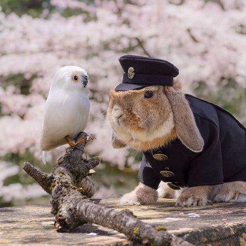 Kawaii To The Max! Kelinci Jepang Paling Gaya Ini Populer Di Instagram! (8)