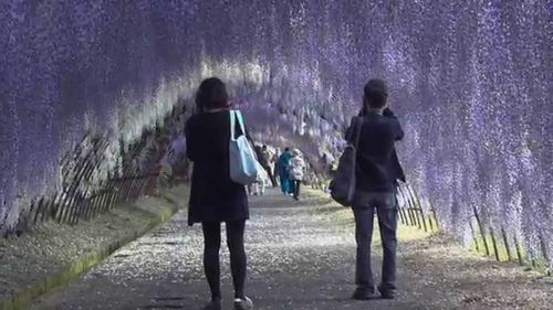 Taman Terowongan Bunga Wisteria di Jepang Dipadati Wisatawan