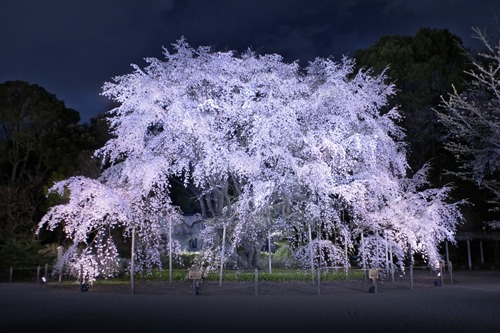 5 Tempat Terbaik Melihat Sakura di Tokyo