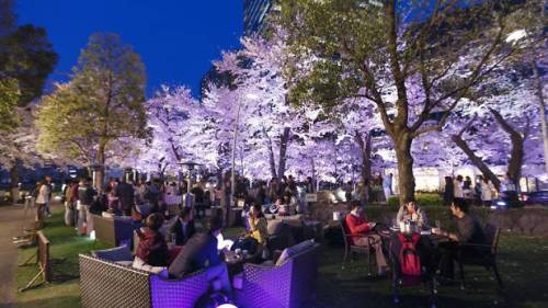 5 Tempat Terbaik Melihat Sakura di Tokyo