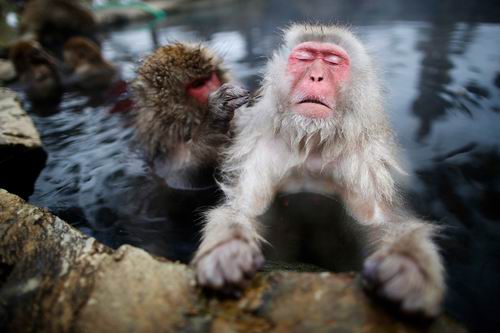 Wow! Monyet Salju di Jepang Bintangi Iklan HOT!