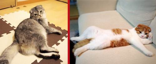 Gokil! Kucing Jepang Tampil Seksi Seperti Model Gravure! (2)