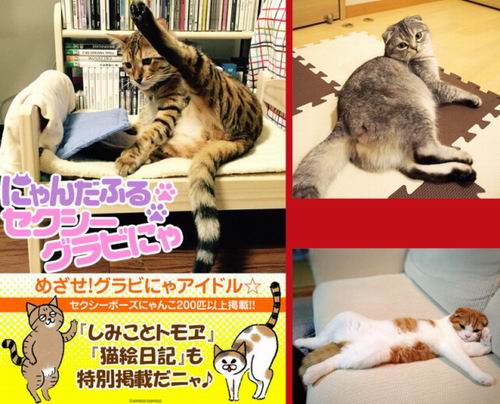 Gokil! Kucing Jepang Tampil Seksi Seperti Model Gravure! (5)
