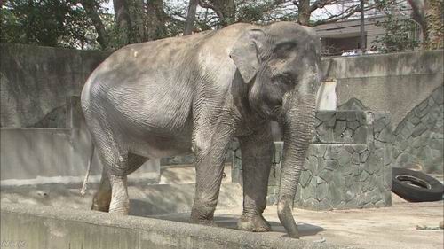 Hanako, Gajah Tertua di Jepang Tutup Usia