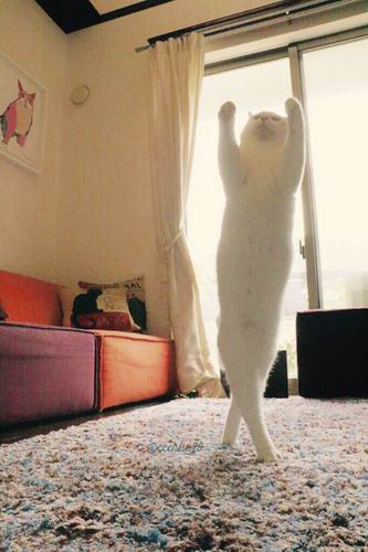 Kawaii! Kucing Jepang Ini Pandai Menari Balet! (1)
