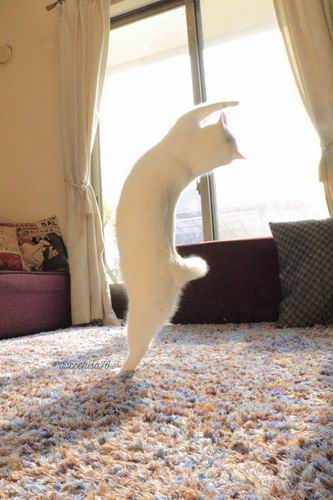 Kawaii! Kucing Jepang Ini Pandai Menari Balet! (2)