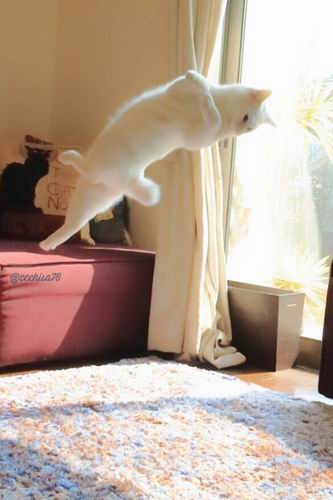 Kawaii! Kucing Jepang Ini Pandai Menari Balet! (3)