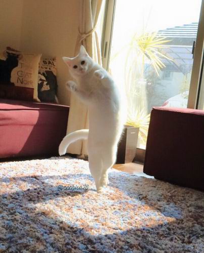Kawaii! Kucing Jepang Ini Pandai Menari Balet! (5)