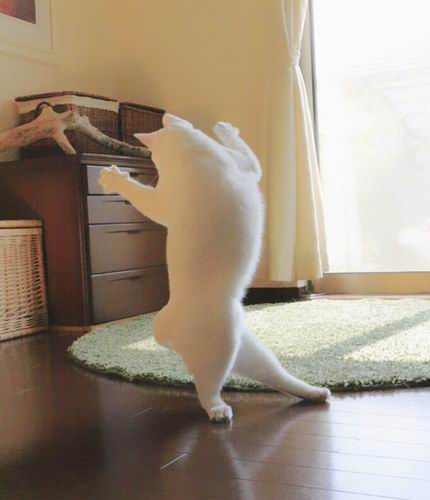 Kawaii! Kucing Jepang Ini Pandai Menari Balet! (6)