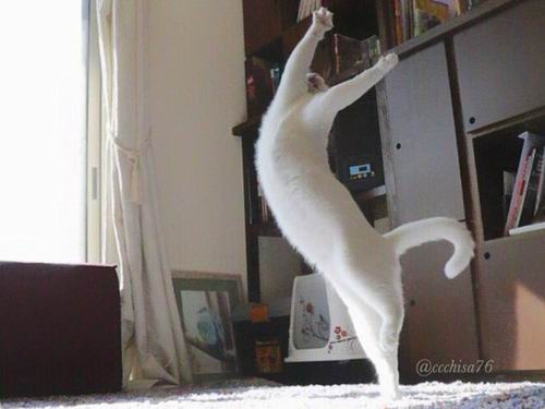 Kawaii! Kucing Jepang Ini Pandai Menari Balet! (7)