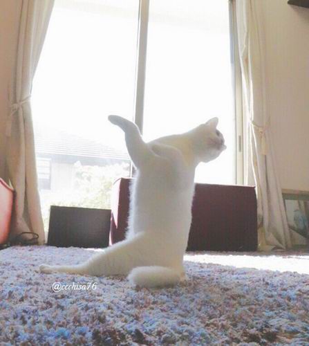Kawaii! Kucing Jepang Ini Pandai Menari Balet! (8)