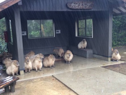Lucunya Para Kapibara Yang Berteduh Menunggu Hujan 2