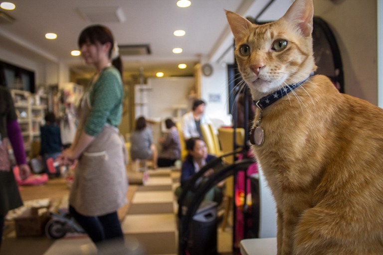 Rentan Stres, Pemerintah Jepang Terapkan Peraturan Baru di Kafe Kucing