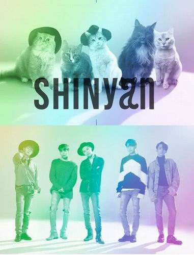 SHINyan, Boyband Kucing Jepang Parodi Dari Boyband K-pop (1)