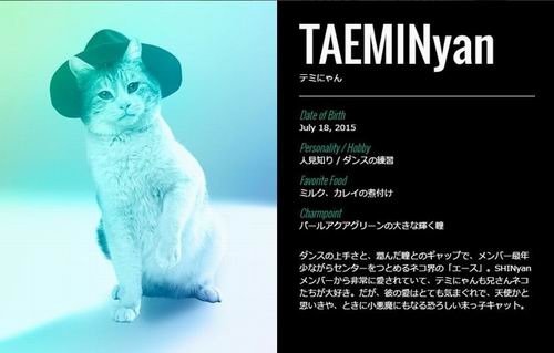 SHINyan, Boyband Kucing Jepang Parodi Dari Boyband K-pop (10)
