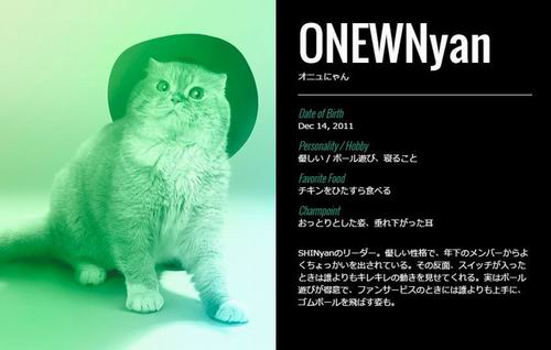 SHINyan, Boyband Kucing Jepang Parodi Dari Boyband K-pop (2)