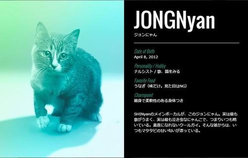 SHINyan, Boyband Kucing Jepang Parodi Dari Boyband K-pop (4)