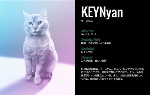 SHINyan, Boyband Kucing Jepang Parodi Dari Boyband K-pop (6)