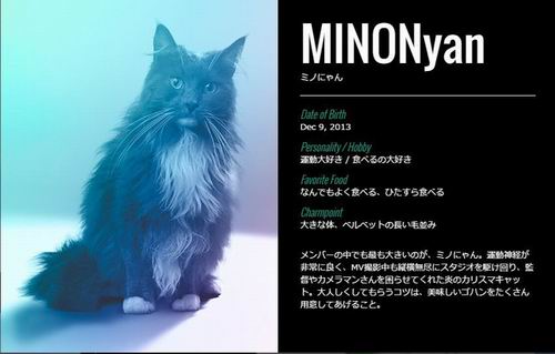 SHINyan, Boyband Kucing Jepang Parodi Dari Boyband K-pop (8)