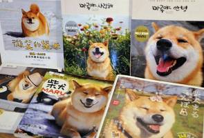 Sugoi! Anjing Jepang ini Punya 2,4 Juta Pengikut di Instagram