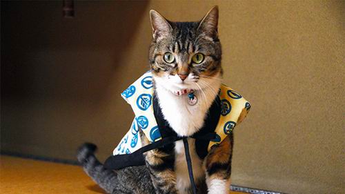 Wah, Kucing Jepang Ini Bekerja Sebagai Pemilik Penginapan!