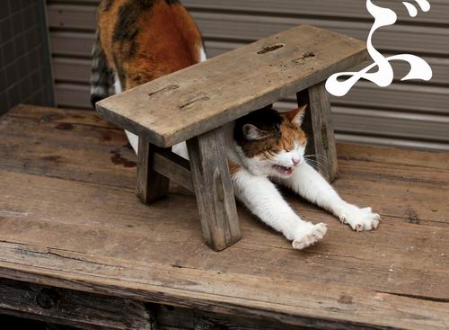 Busanyan, Foto-foto Kucing Liar di Jepang Yang Menggemaskan (2)