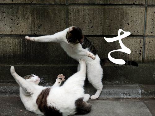 Busanyan, Foto-foto Kucing Liar di Jepang Yang Menggemaskan (3)