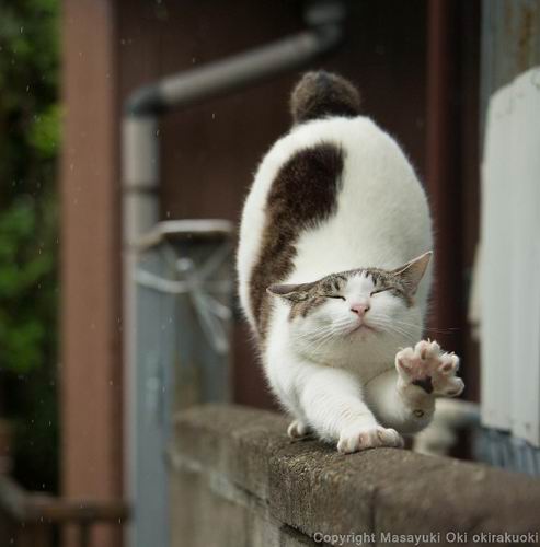 Busanyan, Foto-foto Kucing Liar di Jepang Yang Menggemaskan (4)