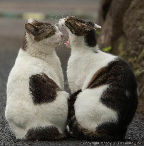 Busanyan, Foto-foto Kucing Liar di Jepang Yang Menggemaskan (5)