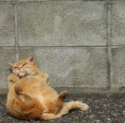 Busanyan, Foto-foto Kucing Liar di Jepang Yang Menggemaskan (6)
