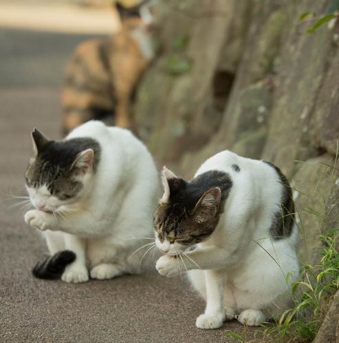 Busanyan, Foto-foto Kucing Liar di Jepang Yang Menggemaskan (7)