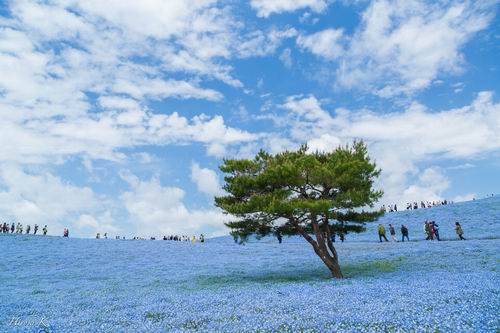 Fotografer Jepang Abadikan Keindahan Hitachi Seaside Park Setiap Tahun (1)