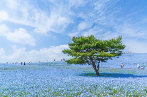 Fotografer Jepang Abadikan Keindahan Hitachi Seaside Park Setiap Tahun (2)
