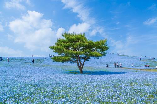 Fotografer Jepang Abadikan Keindahan Hitachi Seaside Park Setiap Tahun (3)