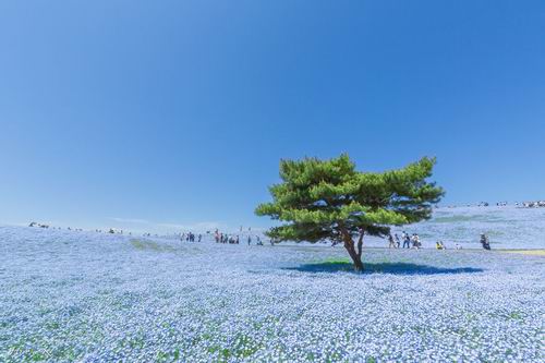 Fotografer Jepang Abadikan Keindahan Hitachi Seaside Park Setiap Tahun (4)