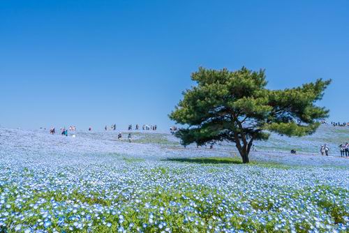 Fotografer Jepang Abadikan Keindahan Hitachi Seaside Park Setiap Tahun (5)