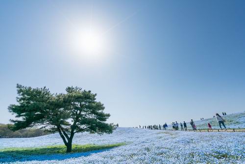 Fotografer Jepang Abadikan Keindahan Hitachi Seaside Park Setiap Tahun (6)