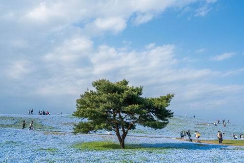 Fotografer Jepang Abadikan Keindahan Hitachi Seaside Park Setiap Tahun (7)